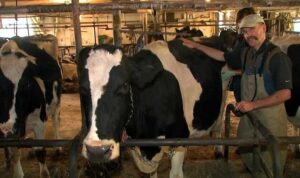 Veterinary stethoscope or cow silhouette icon. 